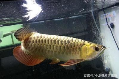 金龍魚有不發色的嗎