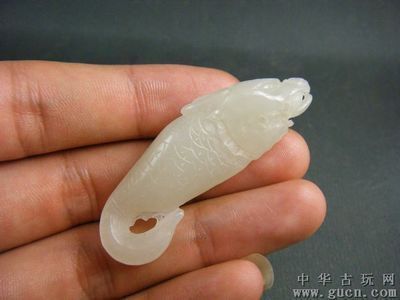 龍魚神獸：龍魚神獸與龍魚混養的四種觀賞魚類，泰國虎飼養技巧