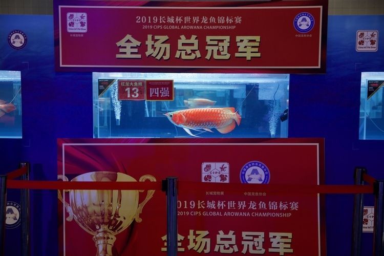 龍魚神獸：龍魚神獸與龍魚混養的四種觀賞魚類，泰國虎飼養技巧