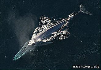 鯨魚的嘴很寬什么