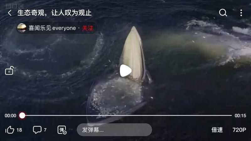 鯨魚的嘴很寬什么