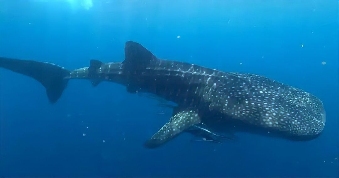 鯨魚的嘴很寬什么