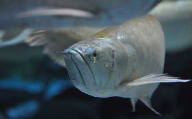 銀龍魚可以跟神仙魚混養嗎（七彩神仙魚可以和龍魚混養嗎？）