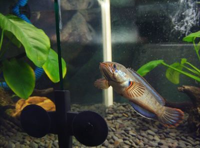 雷龍魚品種大全及飼養(yǎng)方法