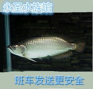 紅金龍魚活體繁殖技術(shù)（紅金龍魚怎么繁殖？）