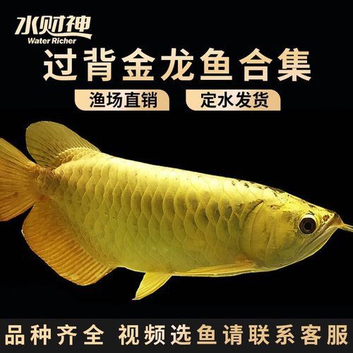 40公分的過背金龍魚價格