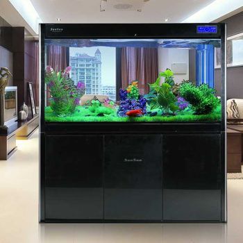 印尼龍魚批發市場在哪里有：關于印尼龍魚批發市場的一些信息