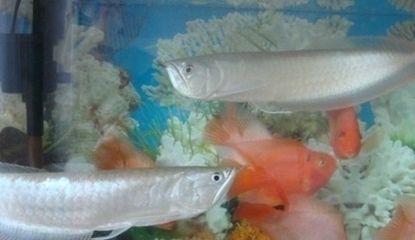 哪種龍魚(yú)最好看的魚(yú)，紅龍魚(yú)的魅力是最漂亮的龍魚(yú)品種之一，紅龍魚(yú)的養(yǎng)殖技巧