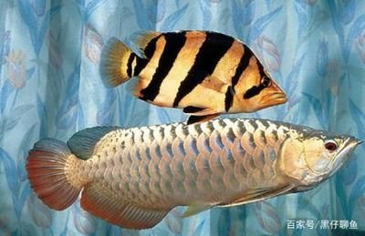 龍魚被打傷怎么治療好得快一點：龍魚傷口護理注意事項