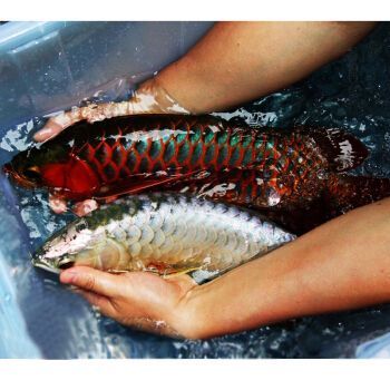 金龍魚古典藍底