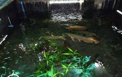 過背金龍魚怎么挑選