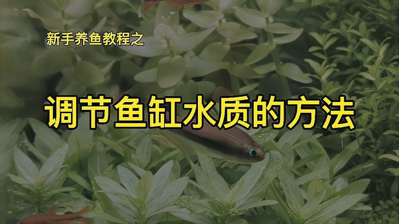 如何科學管理魚缸水質？