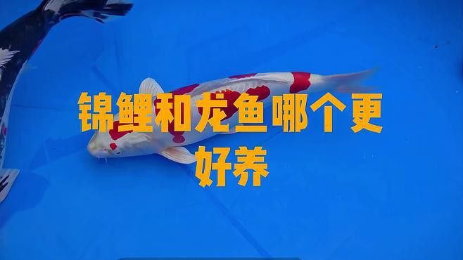 龍魚和錦鯉的養護難度如何？