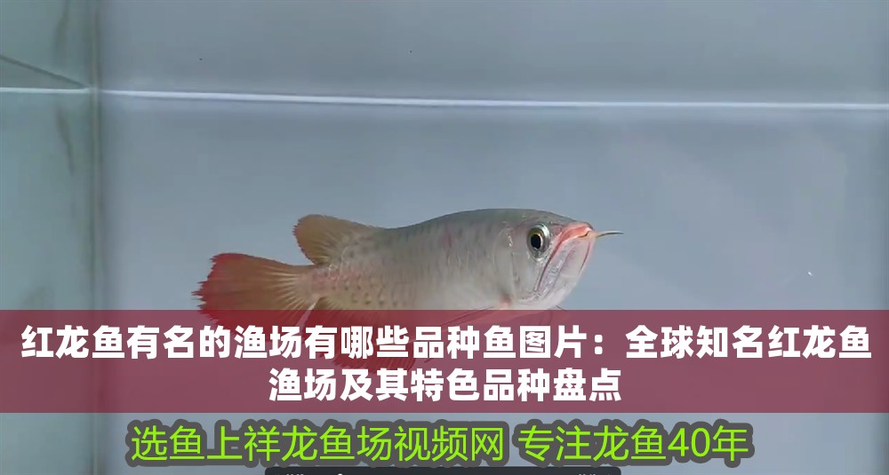紅龍魚(yú)有名的漁場(chǎng)有哪些品種魚(yú)圖片：全球知名紅龍魚(yú)漁場(chǎng)及其特色品種盤(pán)點(diǎn)