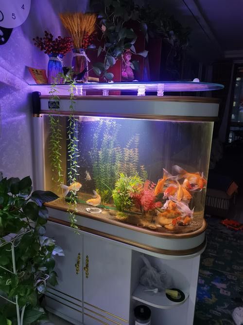 鑫海龍魚缸怎么樣