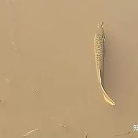 龍魚有野生的嗎 龍魚百科 第8張 龍魚有野生的嗎 龍魚有野生的嗎 龍魚百科 第8張