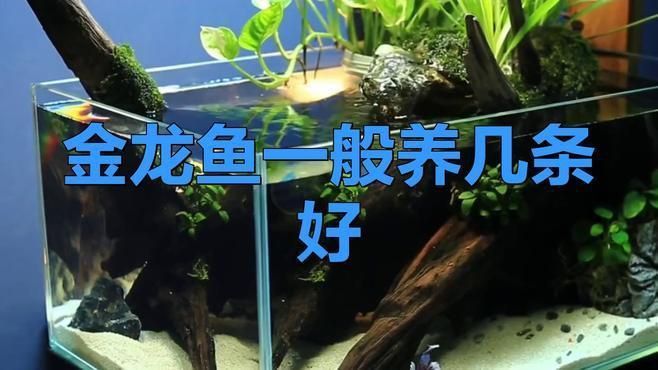 金龍魚養幾條好