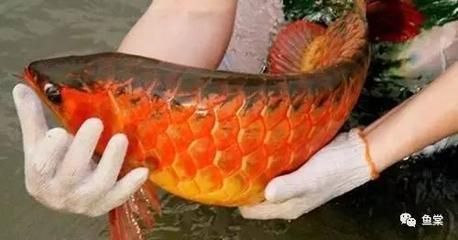 龍魚老是張嘴扭身子：龍魚張嘴扭身子可能由多種原因引起