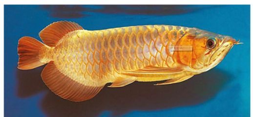 龍魚老是張嘴扭身子：龍魚張嘴扭身子可能由多種原因引起