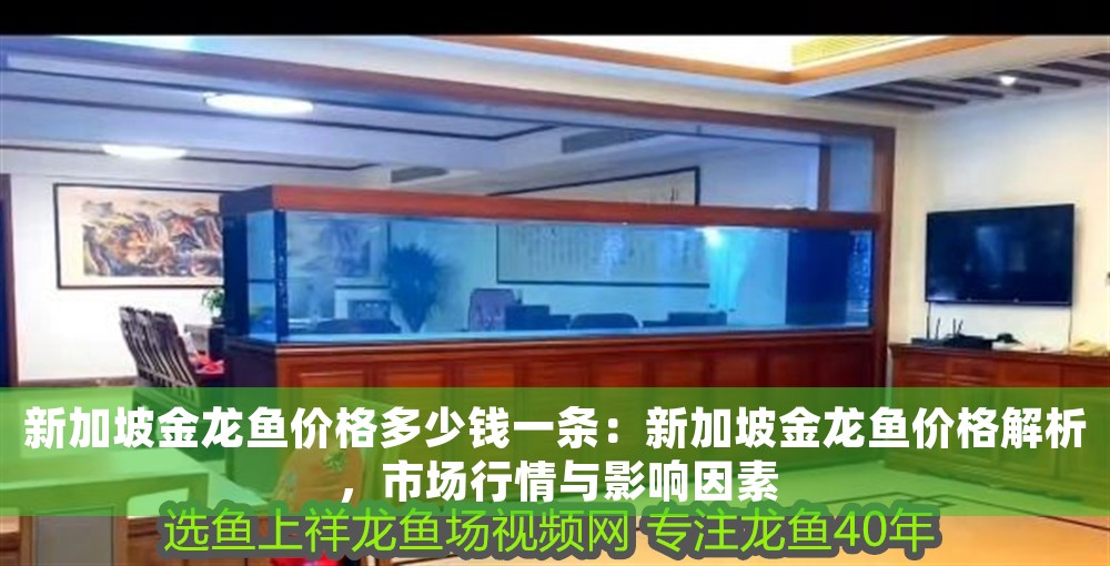 新加坡金龍魚價格多少錢一條：新加坡金龍魚價格解析，市場行情與影響因素