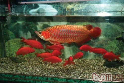 龍鳳鯉魚混養注意事項：龍鳳鯉魚混養需要注意什么？