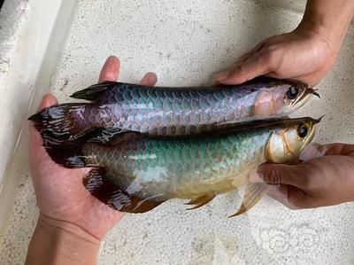 龍魚配魚底層魚：如何選擇適合與龍魚混養(yǎng)的底層魚