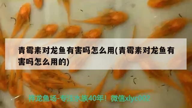龍魚能不能用青霉素：青霉素治療龍魚的使用青霉素治療龍魚的使用青霉素的詳細信息