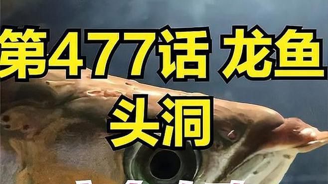 紅龍魚頭洞病會復發嗎？