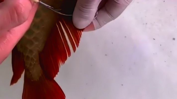 龍魚為什么要把魚鰭劃開：龍魚為何會突然發生魚鰭開裂的現象，可能由多種因素引起