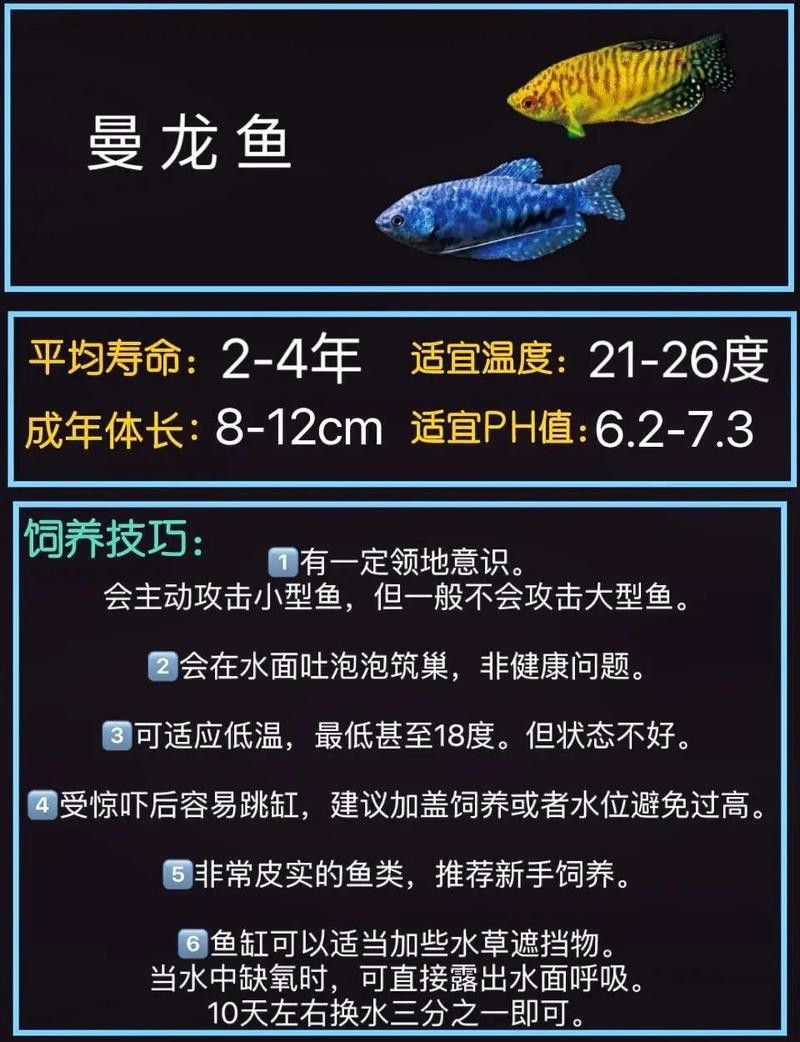 曼龍魚能長多大？