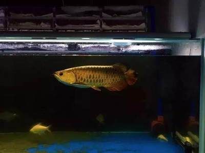 新買的龍魚注意什么事項和禁忌：新買的龍魚注意事項和禁忌