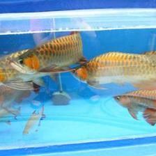 新買的龍魚注意什么事項和禁忌：新買的龍魚注意事項和禁忌