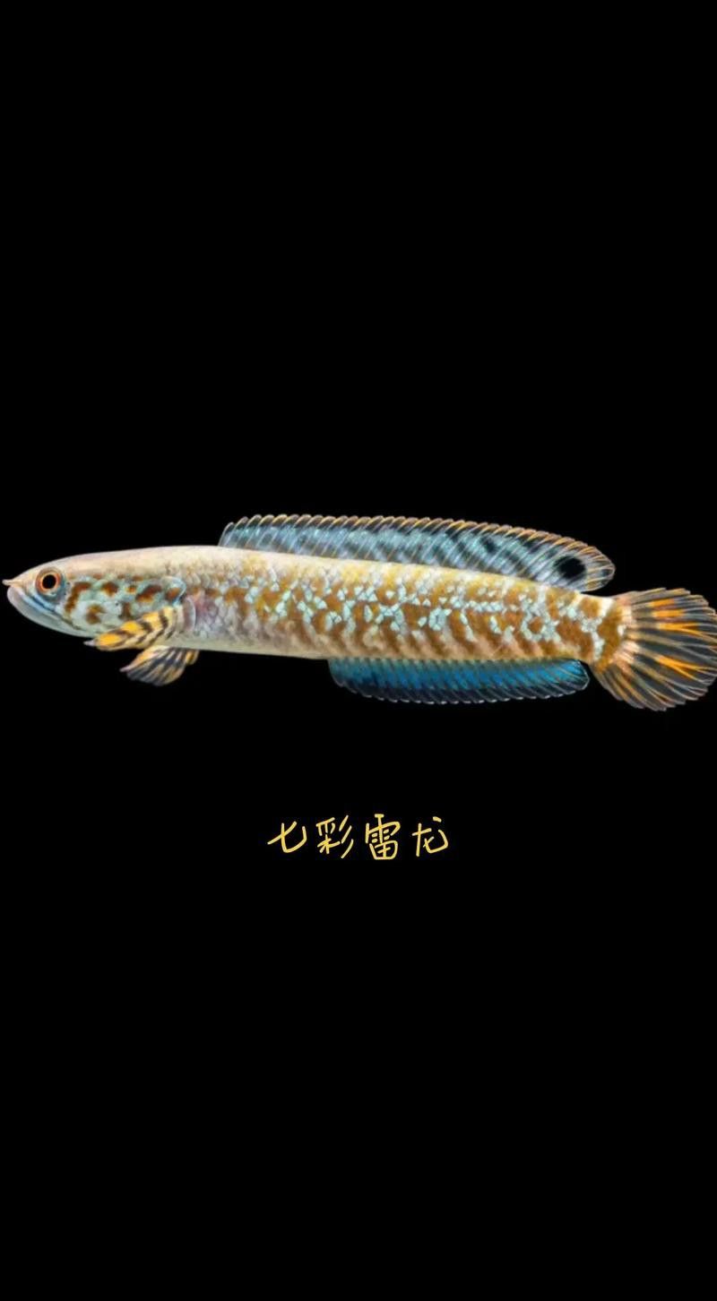 四川有雷龍魚嗎圖片