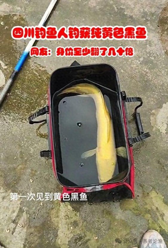 四川有雷龍魚嗎圖片