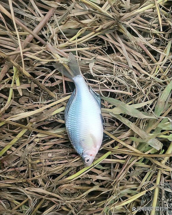 四川有雷龍魚嗎圖片