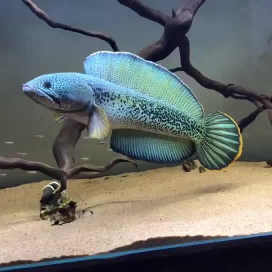 四川有雷龍魚嗎圖片