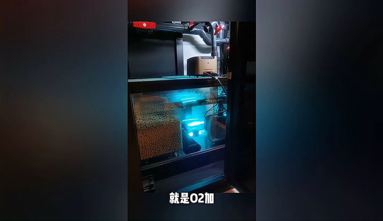 龍魚殺菌燈開幾個(gè)小時(shí)最佳（龍魚殺菌燈的開啟時(shí)長）