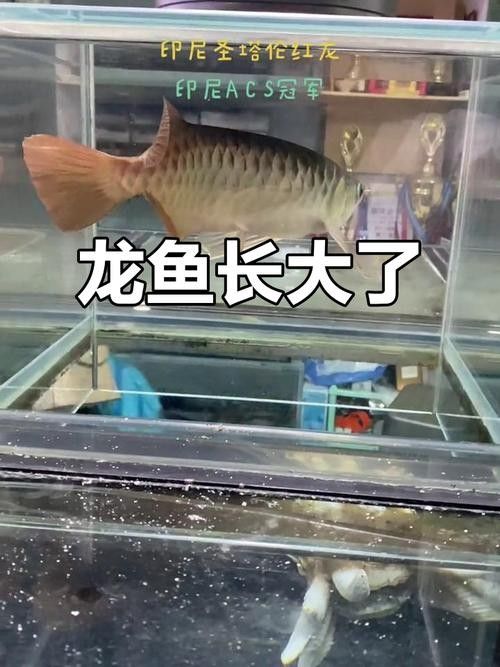 龍魚是什么樣子的圖片大全 龍魚百科 第36張 龍魚是什么樣子的圖片大全 龍魚是什么樣子的圖片大全 龍魚百科 第36張