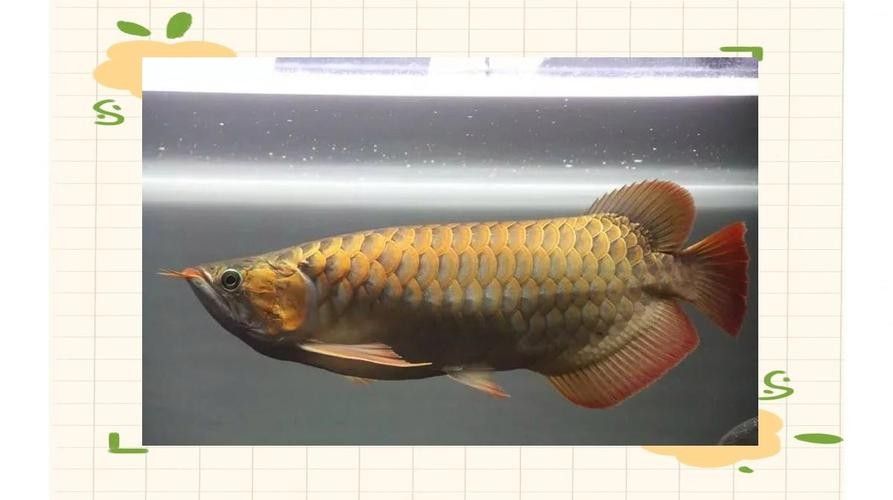 龍魚是什么樣子的圖片大全 龍魚百科 第38張 龍魚是什么樣子的圖片大全 龍魚是什么樣子的圖片大全 龍魚百科 第38張