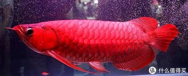 新手養龍魚常見誤區：新手養龍魚的常見誤區