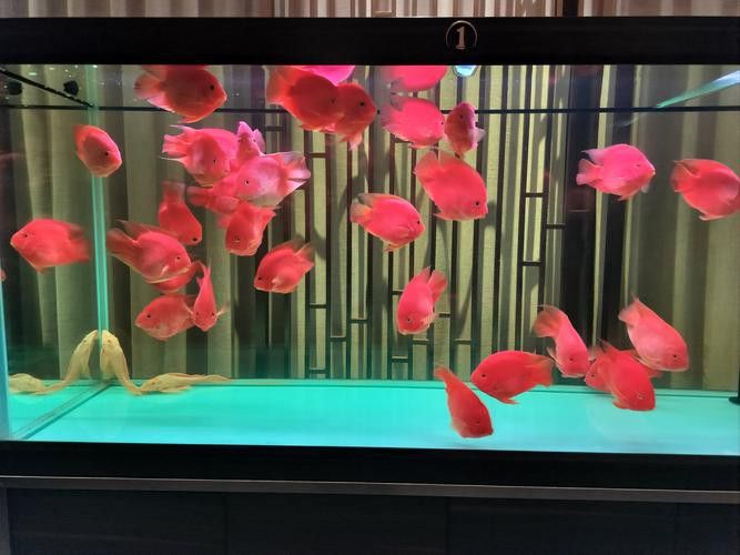 推薦一些適合與招財龍魚混養的魚類 龍魚百科 第1張 推薦一些適合與招財龍魚混養的魚類 推薦一些適合與招財龍魚混養的魚類 龍魚百科 第1張