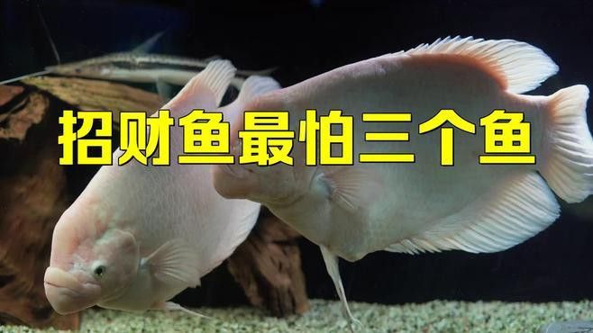 推薦一些適合與招財龍魚混養的魚類 推薦一些適合與招財龍魚混養的魚類 龍魚百科 第7張