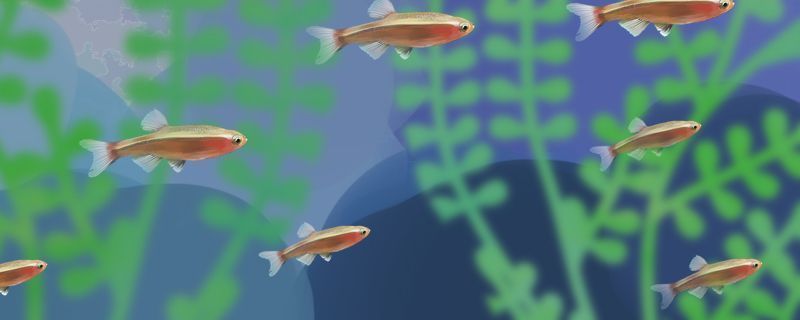 大日玉鯖魚繁殖的最佳季節，大日玉鯖魚的繁殖季節主要集中在春季至秋季