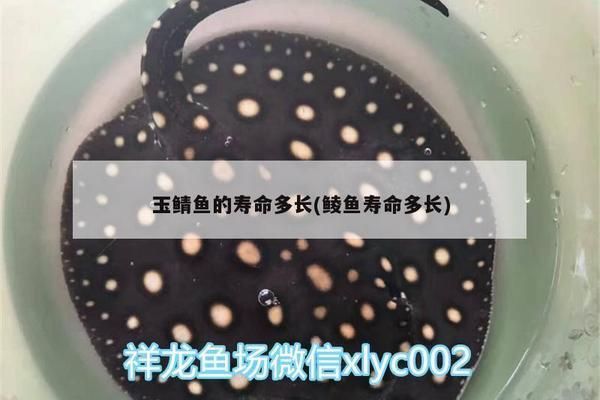 大日玉鯖魚繁殖的最佳季節，大日玉鯖魚的繁殖季節主要集中在春季至秋季