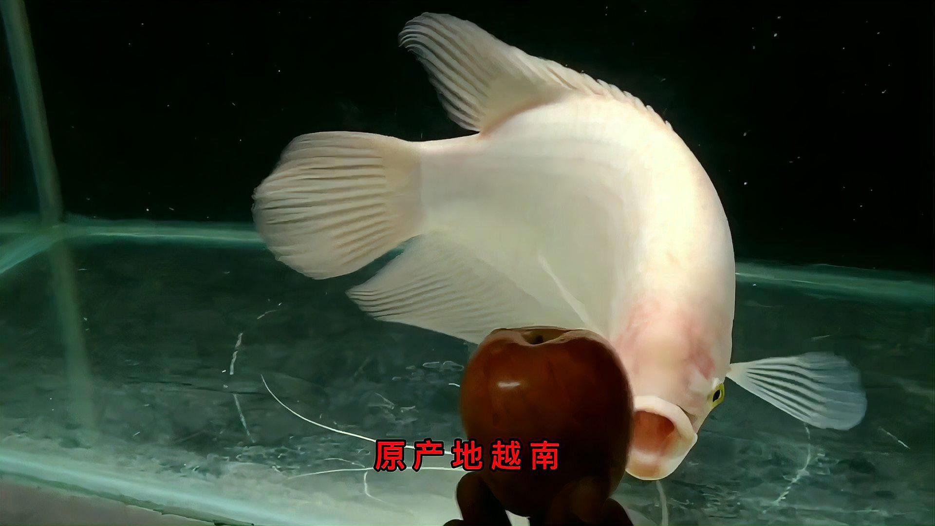 如何自制招財龍魚的人工飼料？