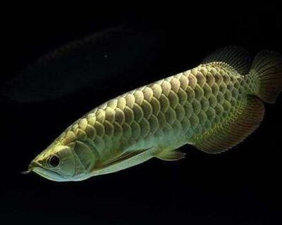 龍魚有病用藥后見好了又死了(龍魚用藥后好轉又死了) 龍魚百科 第2張 龍魚有病用藥后見好了又死了(龍魚用藥后好轉又死了) 龍魚有病用藥后見好了又死了(龍魚用藥后好轉又死了) 龍魚百科 第2張