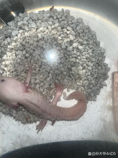 六角龍魚白化黑眼型的價格是多少？