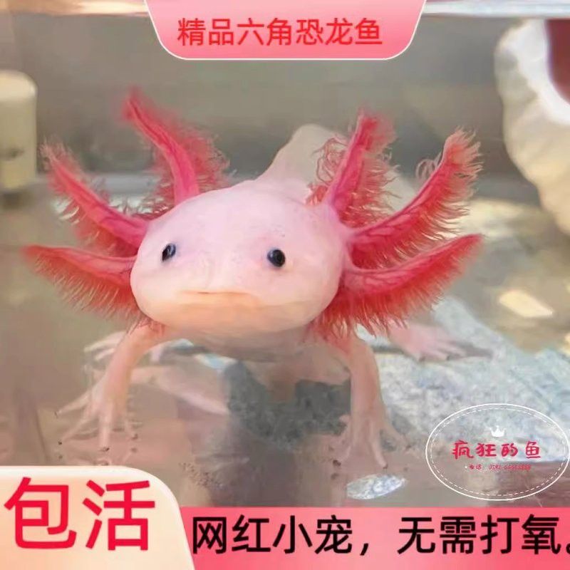 六角龍魚白化黑眼型的價格是多少？