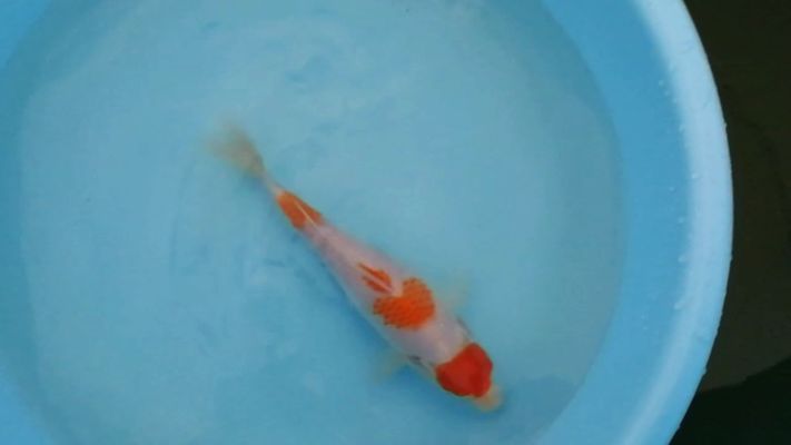 龍魚魚缸燈打多長時間為好：龍魚魚缸燈開啟時間根據魚缸大小、水深和龍魚種類及光照需求調整