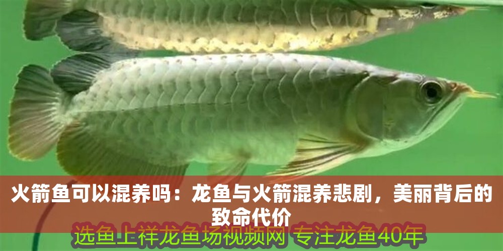 火箭魚可以混養(yǎng)嗎：龍魚與火箭混養(yǎng)悲劇，美麗背后的致命代價(jià)